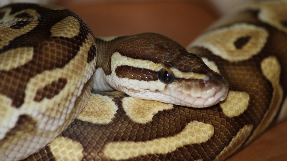 Python Software Foundation suspendiert langjährigen Core-Entwickler nach Verhaltenskodex-Prüfung