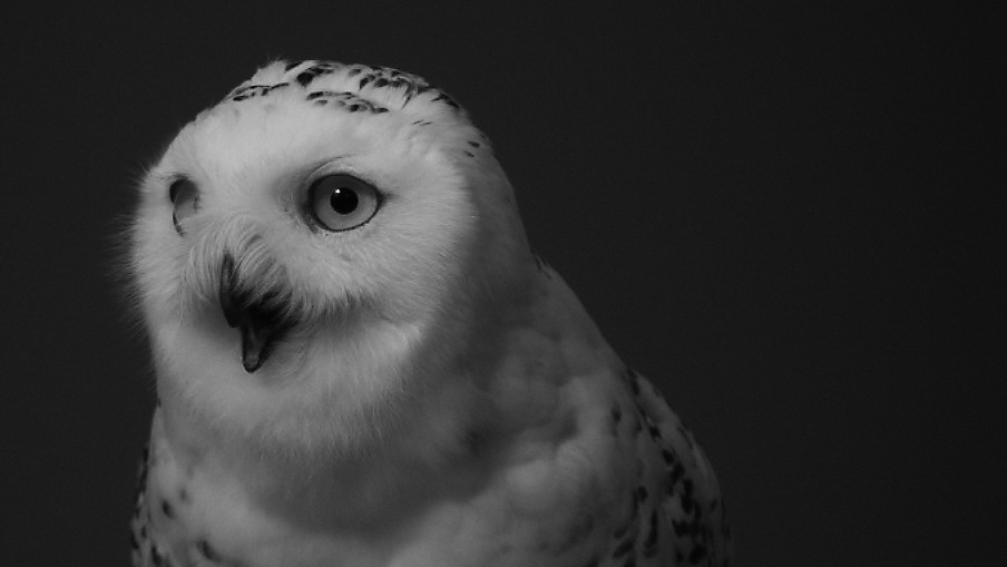 Offizielles Studiomotiv von White Owls mit weißer Eule als Symbolbild, keine Aufnahme der Paneldiskussion - Bild: White Owls